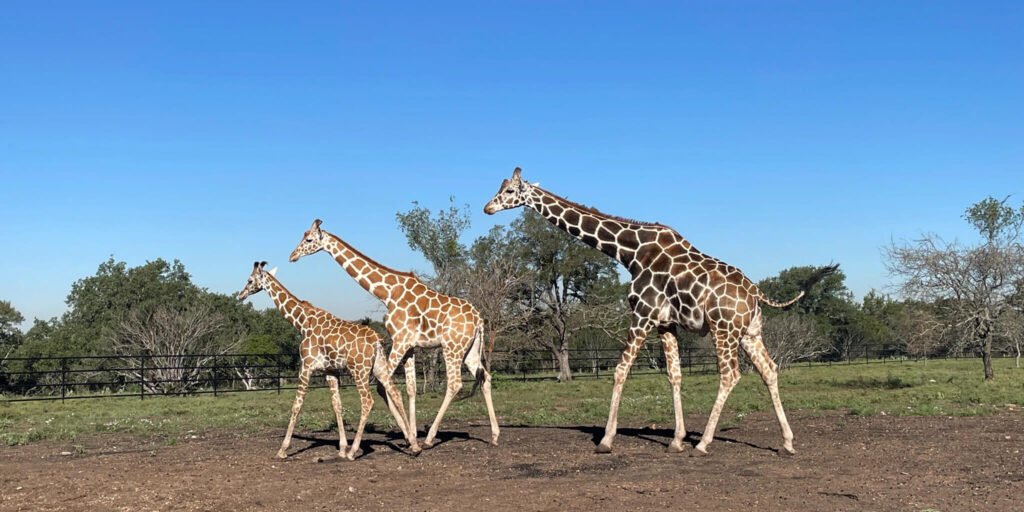 Three of our four friendly giraffes in their beautiful hilltop pasture adjacent to the new giraffe barn.