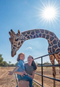 Family feeding giraffes at Artemis Ranch and Retreat Wildlife Adventure Lodge