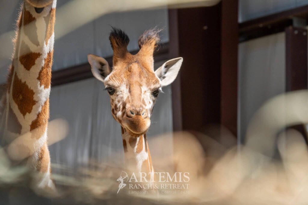 Our baby boy giraffe peeks up from a sunny spot in the hay.