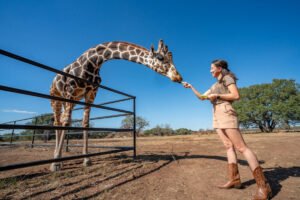 up close and personal with gentle giraffe feeding