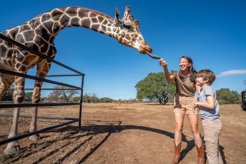 Mom and kids handfeed friendly giraffes
