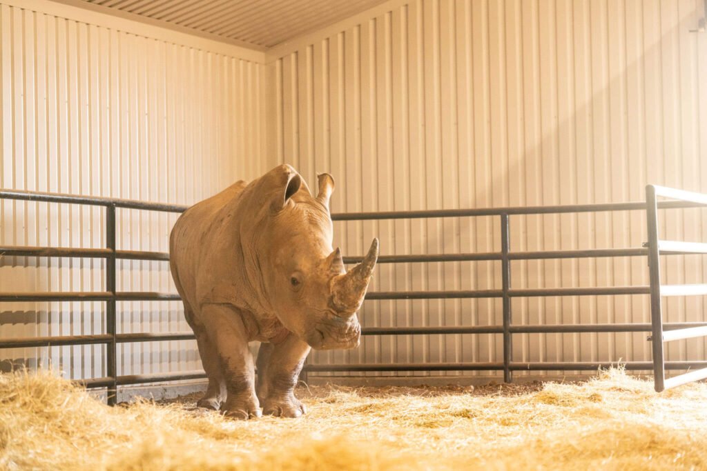 African white rhino in barn