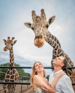 couples engagement shoot standing undeiraffes photobombing their romantic shot
