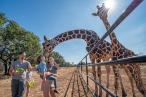 Up Close with Gentle Giants: Giraffe Encounters at Artemis Ranch