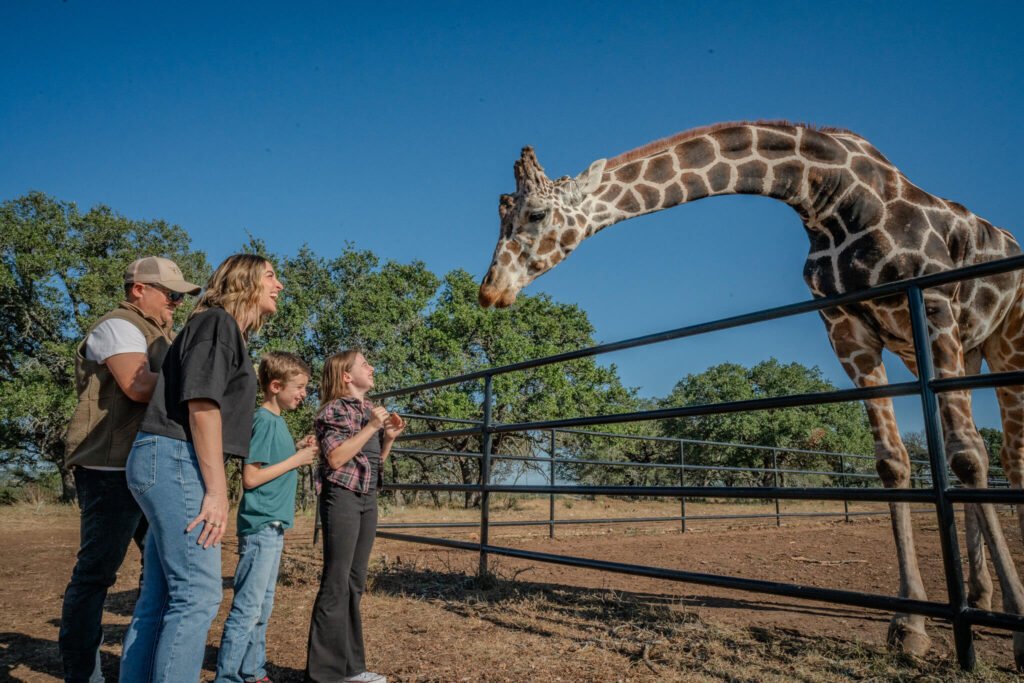 Up Close with Gentle Giants: Giraffe Encounters at Artemis Ranch